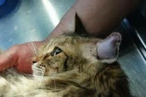 Діагностика гематоми вушної раковини у котів