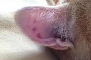 Діагностика виразки вушної раковини у котів