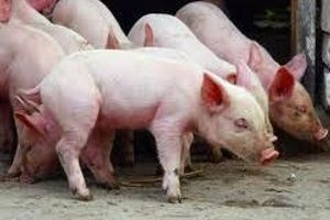 Лікування колібактеріозу свиней