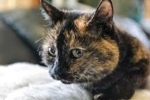 Лікування цистоізоспорозу у котів
