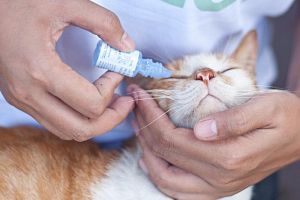 Лікування виразки рогівки у котів