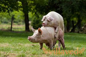 Методи запліднення свиней