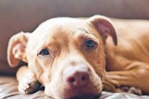 Профілактика токсокарозу у собак
