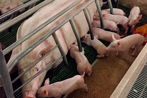 Утримання свиноматок у секторі опоросу