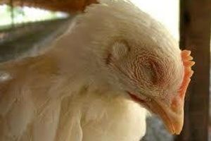 Лікування та профілактика паратифу птахів